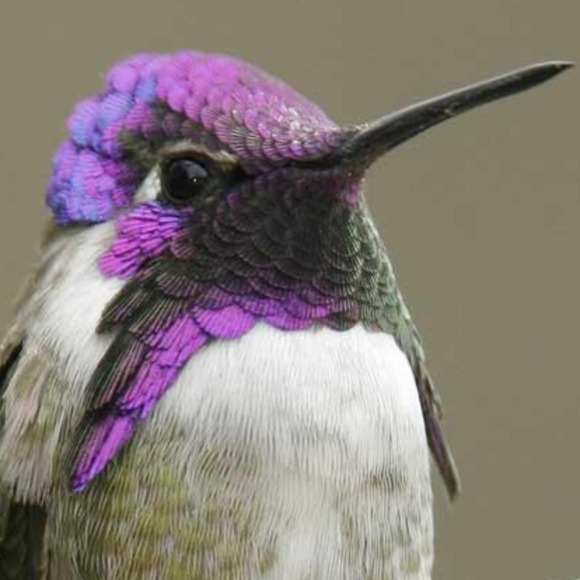 costabird